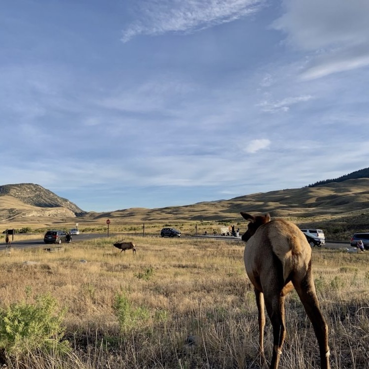 elk 2